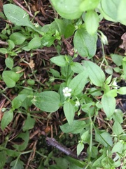 Moehringia trinervia