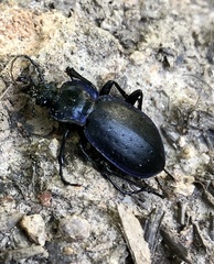 Tanaocarabus