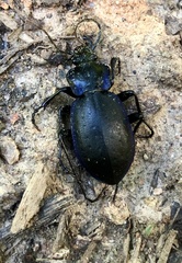 Tanaocarabus