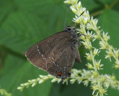 Satyrium calanus