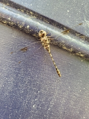 Gomphaeschna antilope