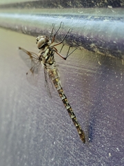 Gomphaeschna antilope