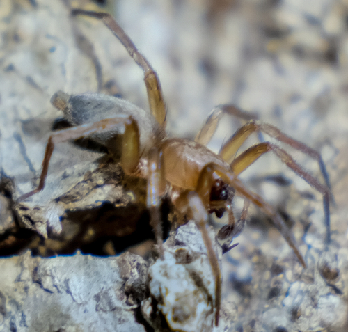 Clubionidae