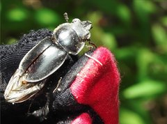 Neolucanus sinicus championi