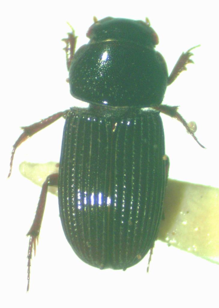 Ataenius nugator