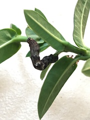 Achrosis