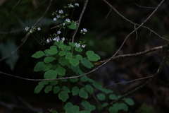 Thalictrum clavatum