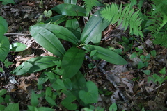 Clintonia