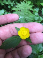 Ranunculus repens