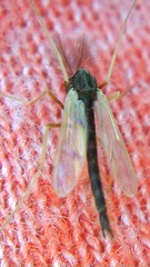 Diptera