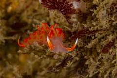 Austraeolis stearnsi