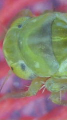 Typhlocybinae