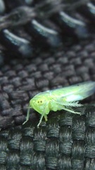 Typhlocybinae