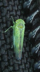 Typhlocybinae