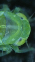 Typhlocybinae