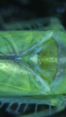 Typhlocybinae