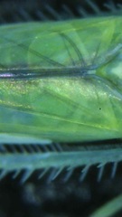 Typhlocybinae