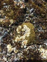 Gyalolechia bracteata