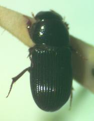 Ataenius platensis