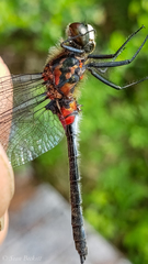 Leucorrhinia proxima