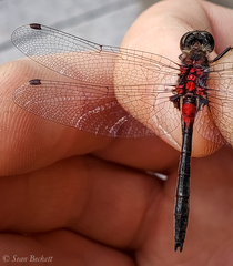 Leucorrhinia proxima