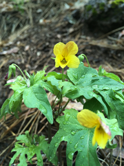 Viola lobata