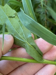 Erigeron philadelphicus philadelphicus