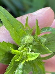 Erigeron philadelphicus philadelphicus