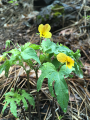 Viola lobata