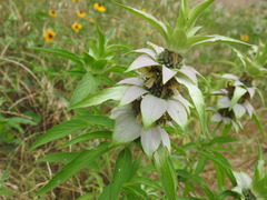 Monarda punctata punctata
