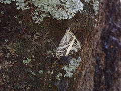 Colobura dirce dirce