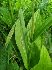 Cirsium pannonicum