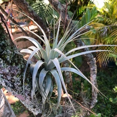 Tillandsia gardneri