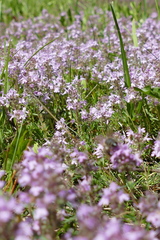 Thymus odoratissimus