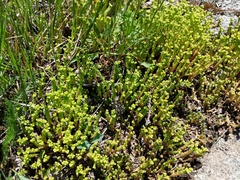 Sedum acre