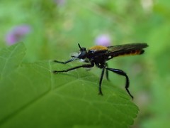 Laphria sericea