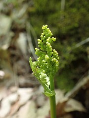 Botrychium matricariifolium