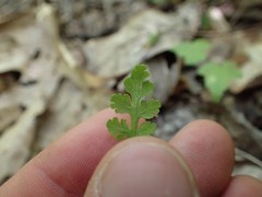 Botrychium matricariifolium