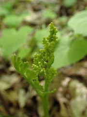 Botrychium matricariifolium