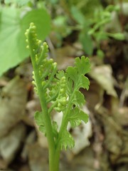 Botrychium matricariifolium