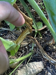 Erigeron philadelphicus philadelphicus