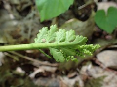 Botrychium matricariifolium