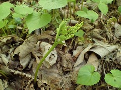Botrychium matricariifolium