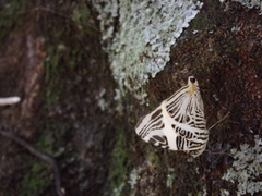 Colobura dirce dirce