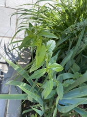 Erigeron philadelphicus philadelphicus