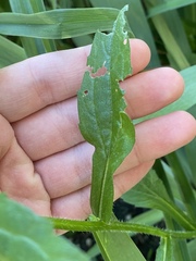 Erigeron philadelphicus philadelphicus