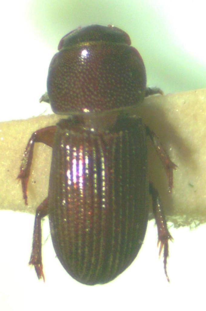 Ataenius scalptifrons