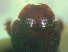 Ataenius scalptifrons