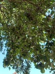 Alnus glutinosa