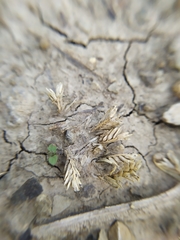 Sclerochloa dura